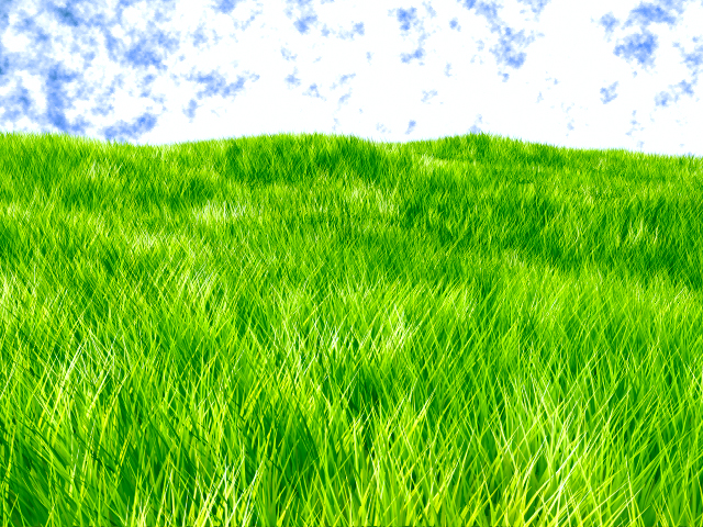 Grassy Field